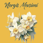 Nergis Mevsimi
